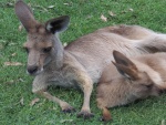 Dos canguros sobre la hierba