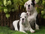 Cachorros de bulldog inglés sentados en la hierba