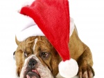 Bulldog Inglés con un sombrero de Santa Claus