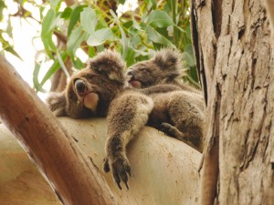 Una koala dormida con su cría a la espalda