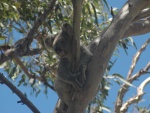 Un solitario koala en lo alto de un árbol