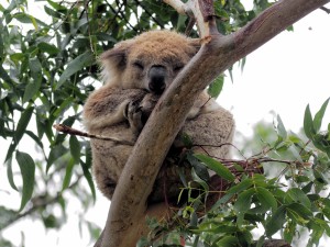 Koala dormido en un árbol