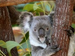 Koala con la lengua fuera