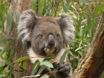 Koala comiendo hojas de eucalipto