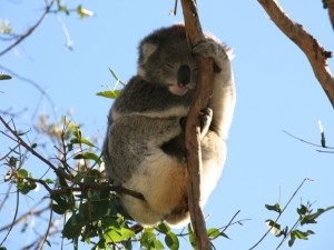 Koala dormido agarrado a una rama