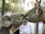 Amor entre koalas