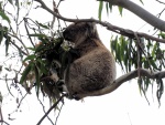 Koala sobre una rama repleta de hojas