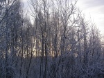 Nieve sobre los árboles desnudos
