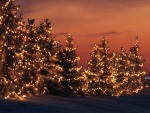 Árboles de Navidad iluminados en un frío anochecer