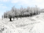 Árboles desnudos en el campo nevado