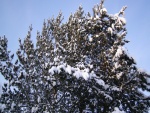 Nieve sobre un árbol