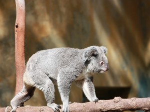 Un koala caminando sobre una rama