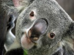 La cara de un koala