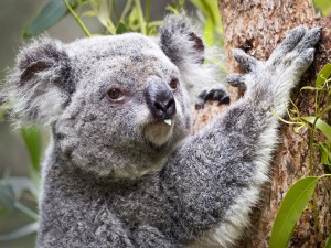 Koala comiendo una hoja
