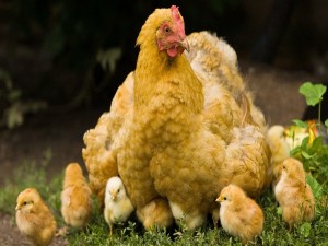 Una gallina cuidando a sus pollitos