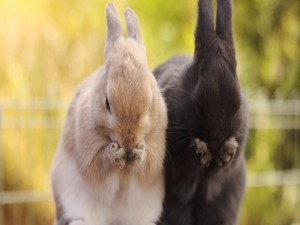 Dos divertidos conejos uno blanco y otro negro