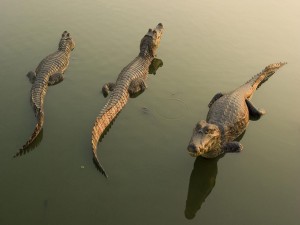 Tres cocodrilos en el agua