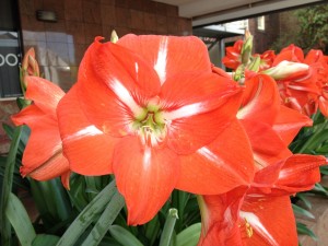 Postal: Hermosas flores rojas en un jardín