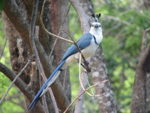 Un bonito pájaro azul y blanco sobre la rama de un árbol