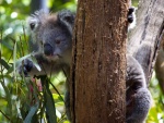 Koala buscando hojas para comer