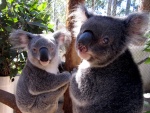 Dos koalas en un recinto cerrado