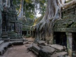Las raíces de grandes árboles en la estructura del templo Angkor Wat