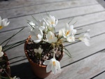 Bonitas flores blancas en unas macetas