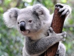 Koala en lo alto de un palo
