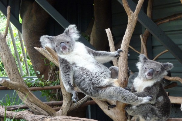 Koalas en un zoo