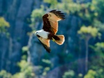 Una bonita águila en vuelo