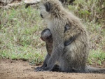 Un bebé mono agarrado a su madre