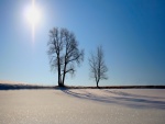 Dos árboles y el brillo del sol sobre la nieve