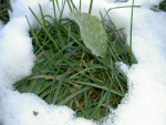 Nieve sobre la hierba