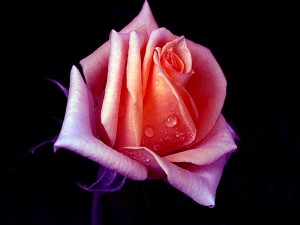 Bella rosa en un fondo negro