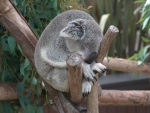 Koala dormido entre unos troncos