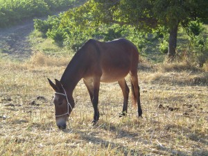 Postal: Una mula en el campo