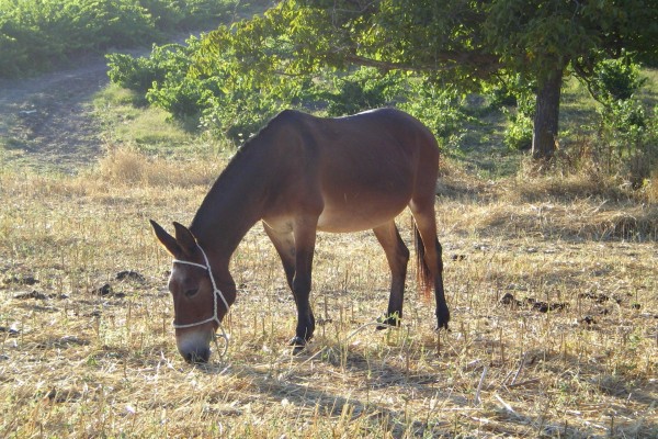 Una mula en el campo