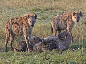 Postal: Grupo de hienas