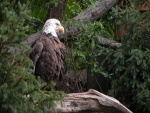 Gran águila posada en un árbol