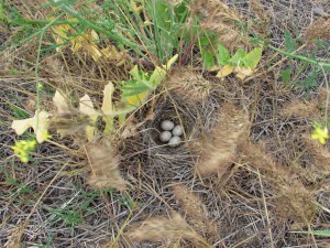 Huevos de ave en un nido