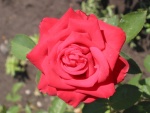 La belleza de una rosa