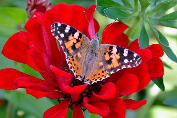 Gran mariposa sobre una flor roja