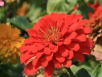 Flor con pequeños pétalos rojos