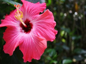 Postal: Flor de hibisco de un bello color rosa