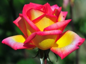 Postal: Una rosa con pétalos amarillos y rosas