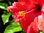 Una gran flor de hibisco
