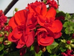 Flores de color rojo en la planta