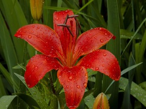 Postal: Lilium rojo y las hojas verdes cubiertos de gotas de lluvia
