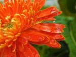 Gotas de agua sobre una gran flor naranja