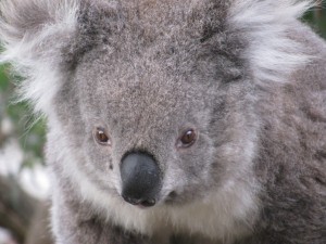 Postal: Un bonito koala